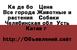 Ка де бо › Цена ­ 25 - Все города Животные и растения » Собаки   . Челябинская обл.,Усть-Катав г.